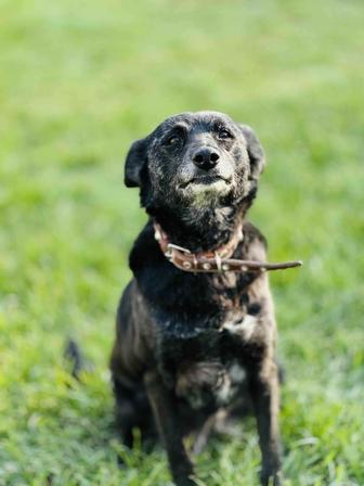 В добрые руки милая собачка
