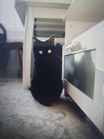 Пропал кот