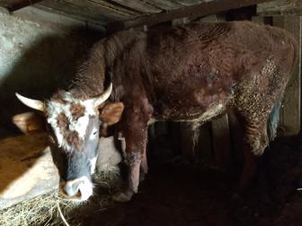 Продам быка