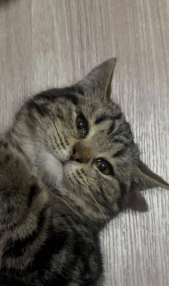 Котенок в добрые руки