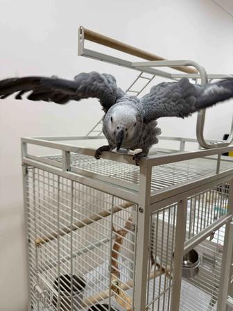 Продам попугая жако