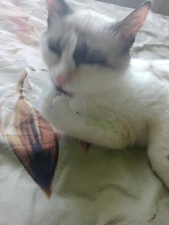 Дарю кошечку в хорошие руки