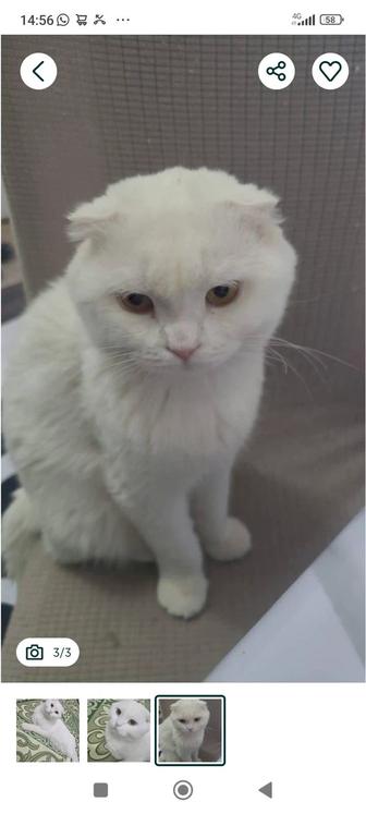 Кот для вязки