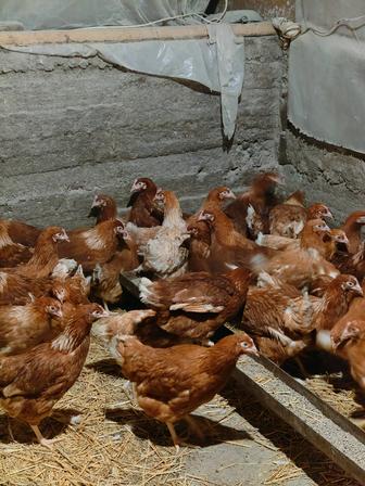 Продам кур Ломан Браун, молодые