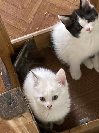 Бесплатно котят
