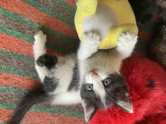 Бесплатно котят