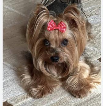 Йоркширский терьер