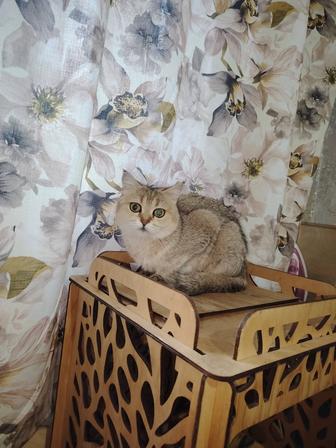 Кошечки скоттиш страйт с документами шиншилла
