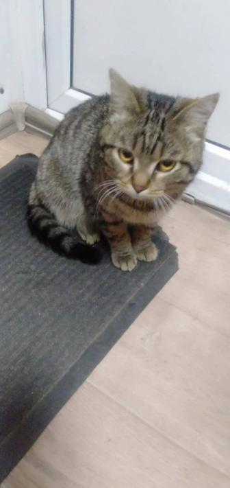 Ласковый котик