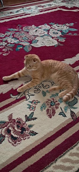 Кот