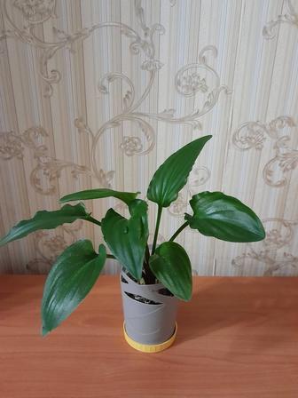 Комнатный цветок продам Дримиопсис