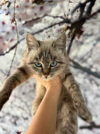 Кошечка бесплатно