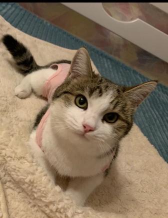 Отдам ласковую котенку Мия (б месяца) в добрые руки