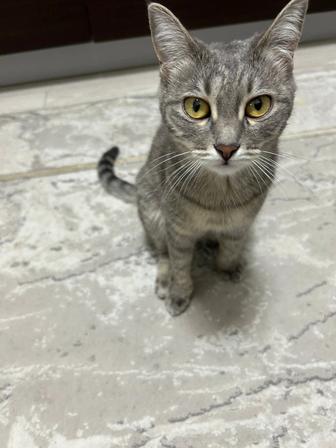 Ищем хозяина для кошки