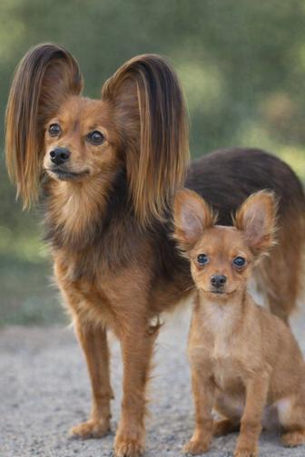 Щенок русского длинношерстного той терьера