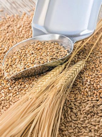 Продам Пшеницу 4 класс
