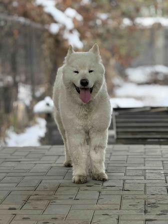 Отдам собаку