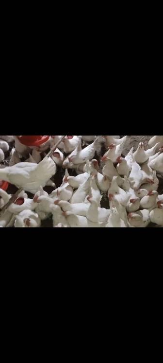 Куры несушки