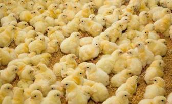 Продам цыплят кобб 500