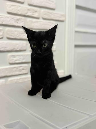 Котенок Уголек ищет дом.