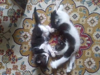 Котята
