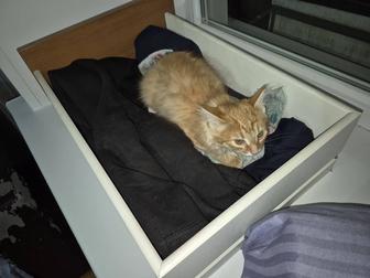 Отдаю котенок бесплатно