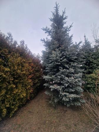 Продаются голубые ели для ландшафта