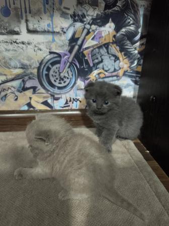Бронь породистых котят шотланские