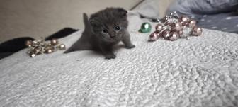 Бронь породистых котят шотланские