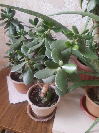 Продам комнатные цветы