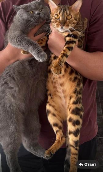 Продам бенгальскую кошку