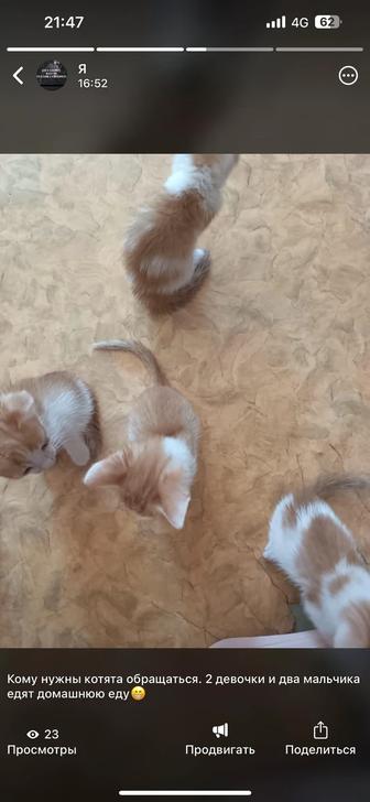 Отдаю котят