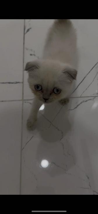 Котенок