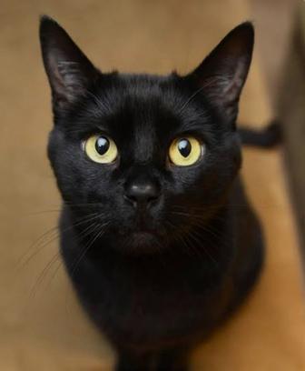 Кошечка котенок молоденькая кошечка подросток