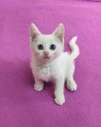 Котенок девочка ищет дом!