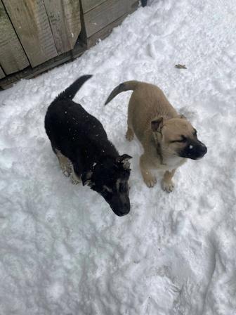 Щенки ищут дом