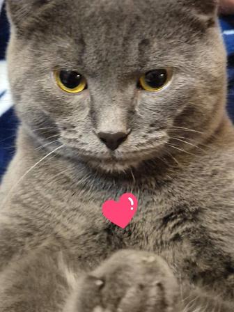 Веселые котята