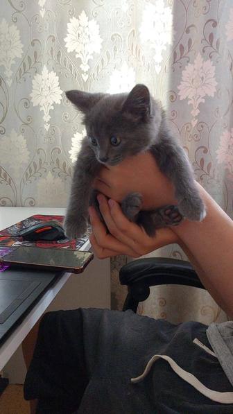 Котенок девочка 2 месяцев