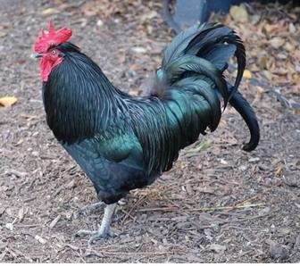 Куры и петухи домашние