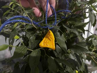 Кулон Тумар