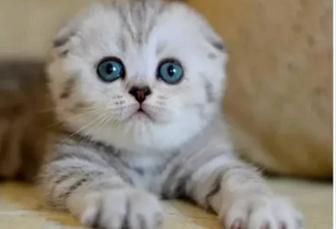 Чистокровные плюшевые Шотландские