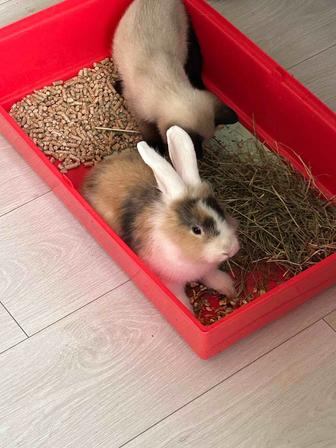 Продаю кролика