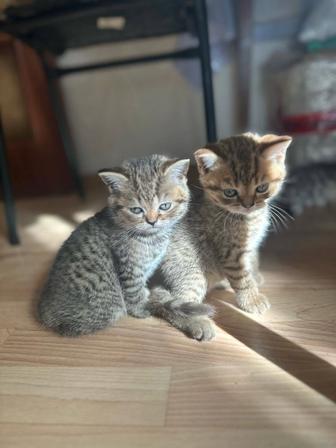Продам котят