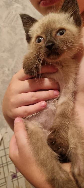 Отдам котенка