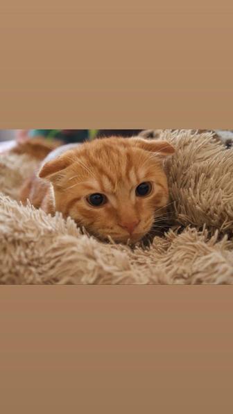 Отдам кота в добрые руки
