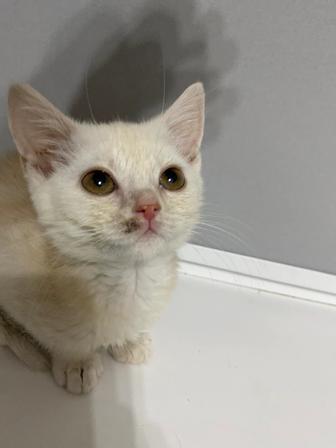 шотландского котенка