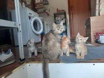 Отдам котят в добрые руки
