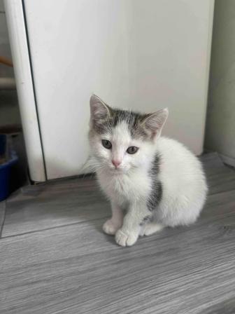 Котенок
