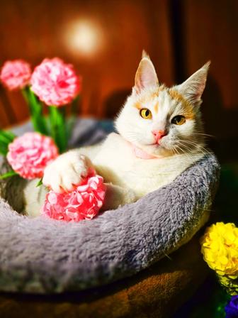 Снежана белая кошка