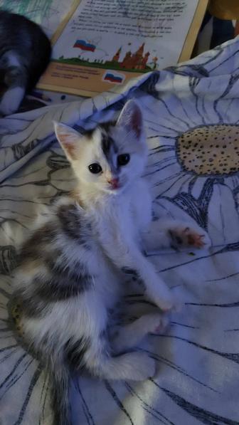 Котята от мышеловки .